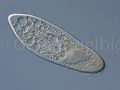 paramecium caudatum