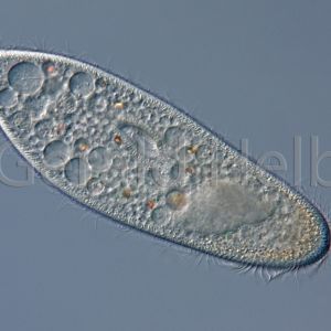 paramecium caudatum