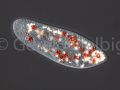 paramecium caudatum