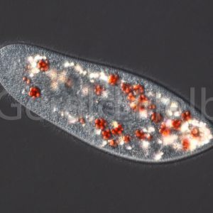 paramecium caudatum