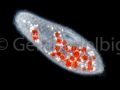 paramecium caudatum