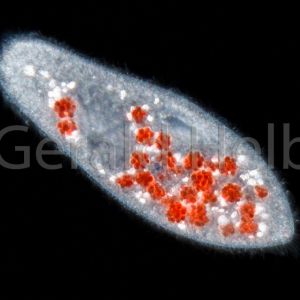 paramecium caudatum