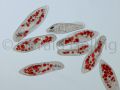 paramecium caudatum