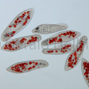 paramecium caudatum