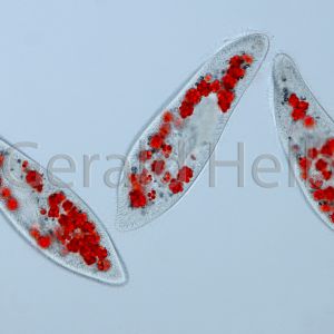 paramecium caudatum