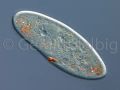 paramecium caudatum