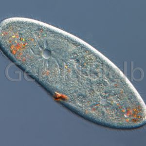 paramecium caudatum