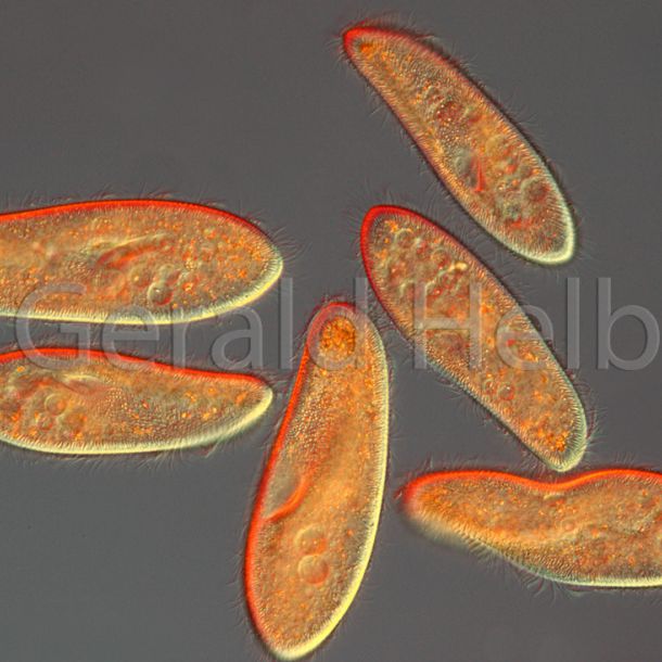 paramecium caudatum