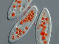 paramecium caudatum