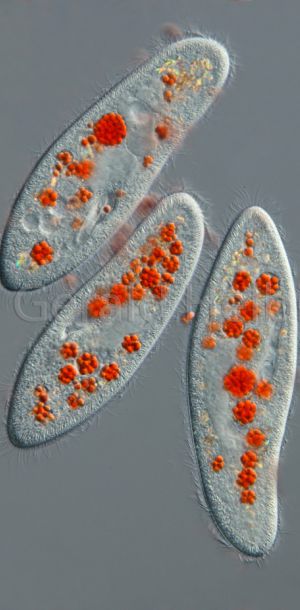 paramecium caudatum