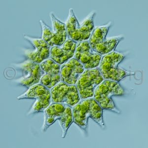 pediastrum boryanum04