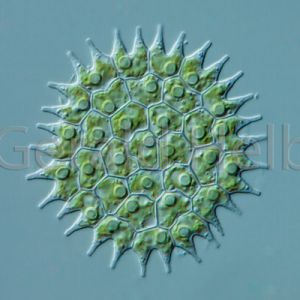 pediastrum boryanum08