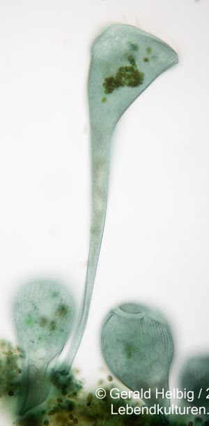 gal stentor coeruleus