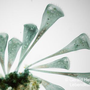 gal stentor coeruleus