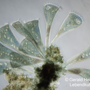 gal stentor coeruleus