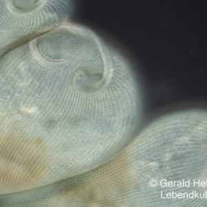 gal stentor coeruleus