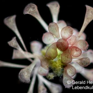 gal stentor coeruleus