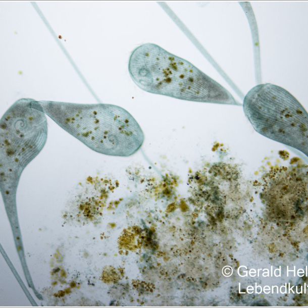 gal stentor coeruleus