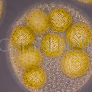 gal volvox aureus